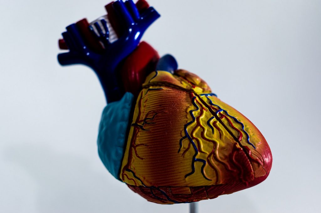Corazón médico maqueta. ¿Por que se puede fabricar con impresión 3D?